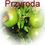 Przyroda