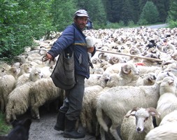Owce ze zym pasterzem
